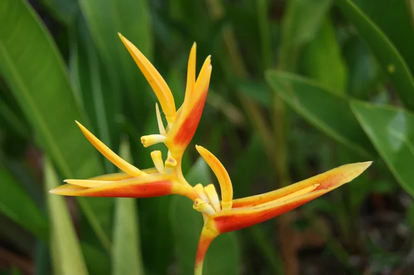 Tropical flowers of Borneo — Stock Photo #2772981
