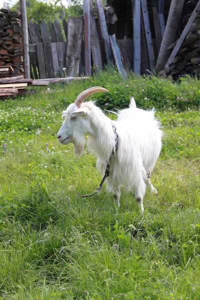 The goat on a green meadow