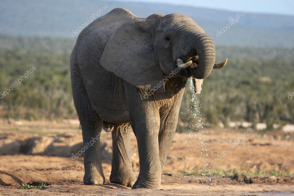 drinken Afrikaanse tantra drinken Afrikaanse tantra