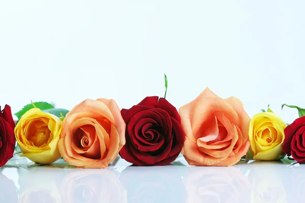 Red, yellow and peach color roses lined up isola