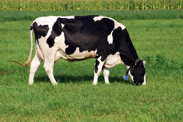 Cow grazing on grass field