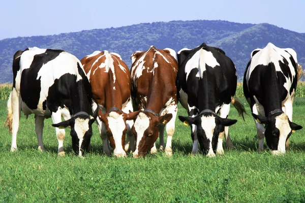 Herd ow cows grazing on field
