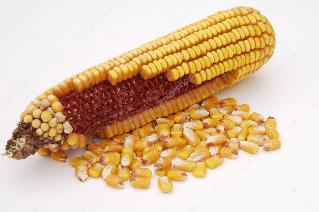 ear of corn 3 stock photo 169 photojimdp 2726281 ear of corn 3 stock photo 169 photojimdp 2726281