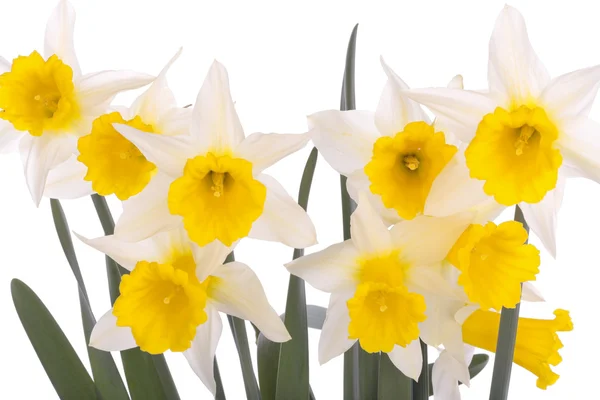 Daffodil flowers isolated over white