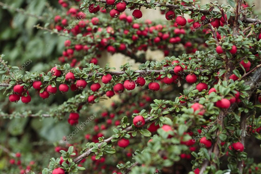 Ripe red berries shrub in autumn — Stock Photo © Strobos 3651069
