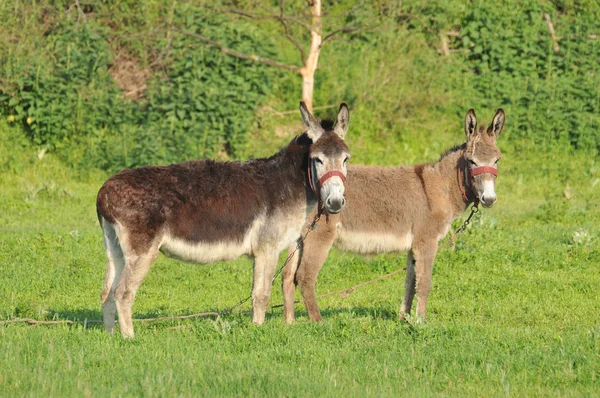 Two donkey in the meadow