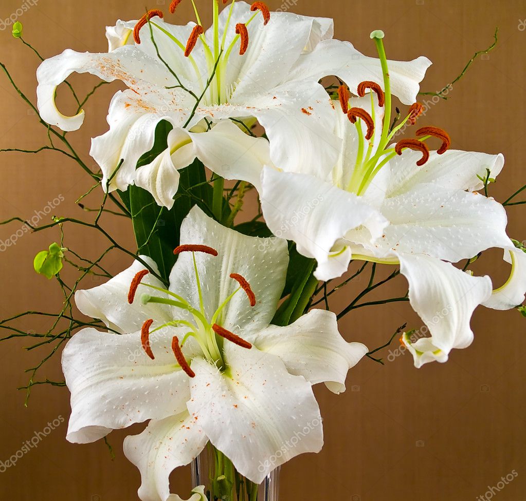 Lilies Casablanca