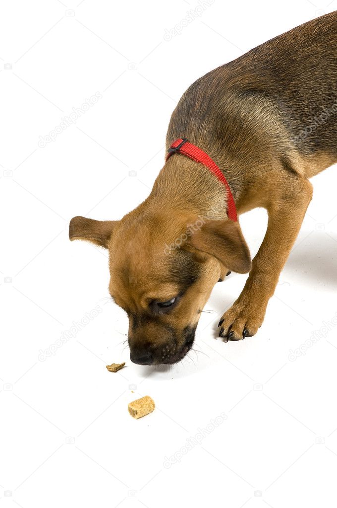Mix of Jack russell and Chihuahua in front of a white background ... Mix of Jack russell and Chihuahua in front of a white background ...