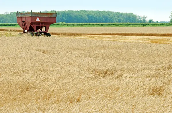 Farm trailer in wheat field