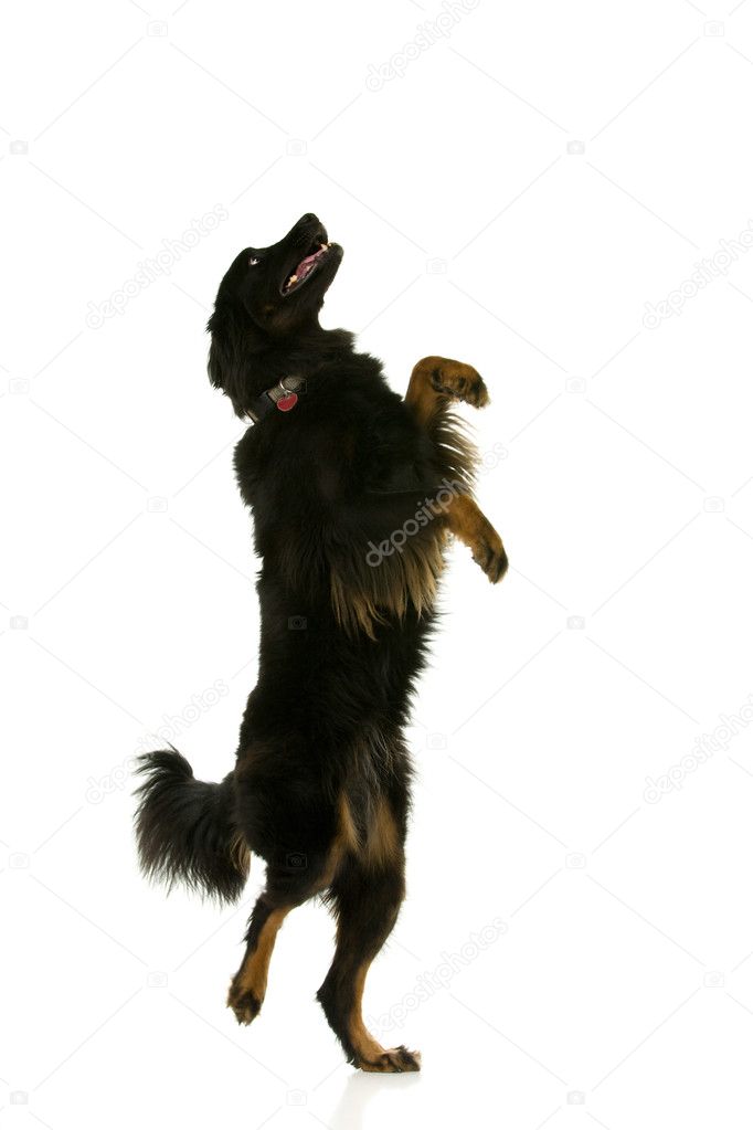  - depositphotos_2828419-Dancing-dog