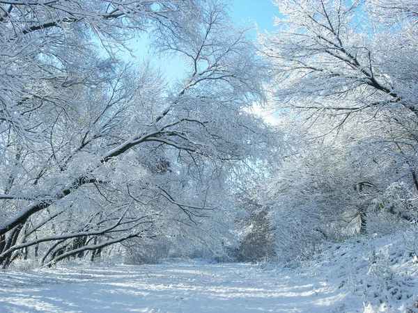 Winter snow and trees