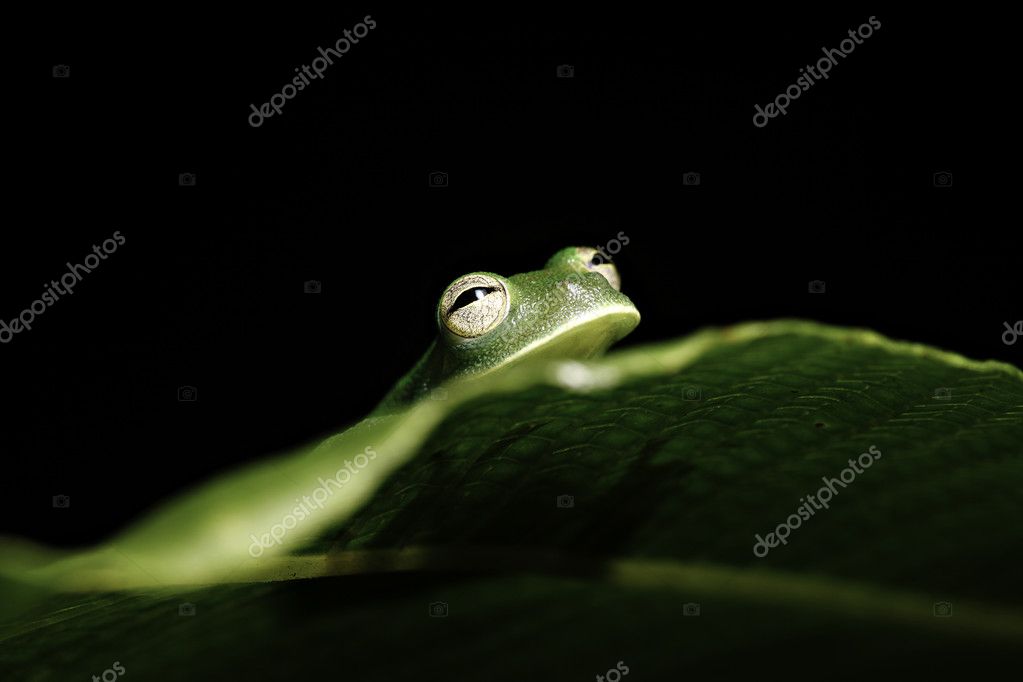 frog hiding