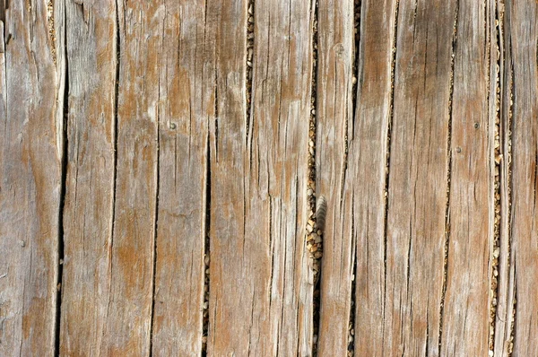 background texture wood. Stock Photo: Background