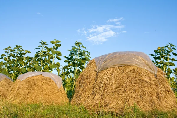 Two haystack