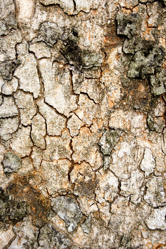 Old Tree Texture