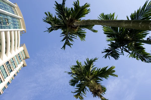 Palm tree and residential building