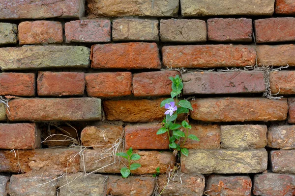 Brick hedge wall