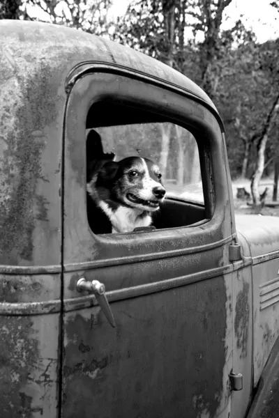 Dog in an Old Truck