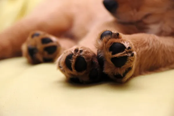Paws of sleeping puppy