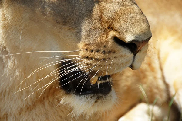 Lioness opened mouth