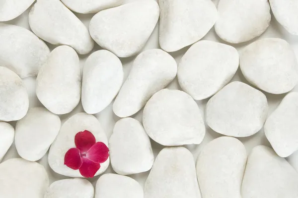 Red petals on white pebble background