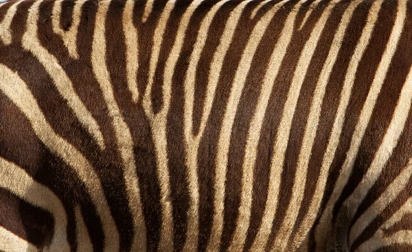 Zebra fur