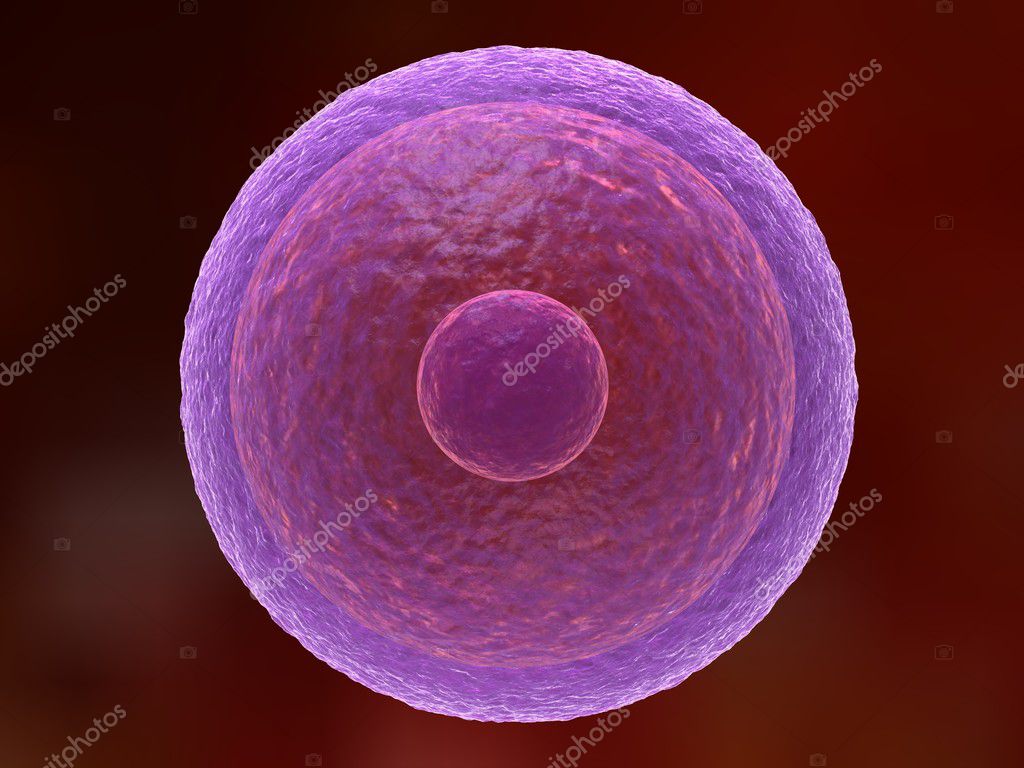 Egg Cell