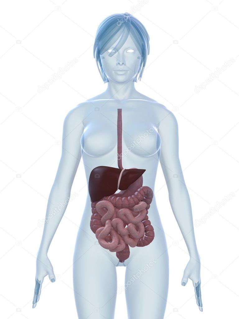Female Digestive System
