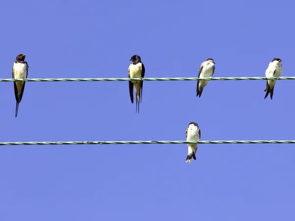 Swallows and house martins