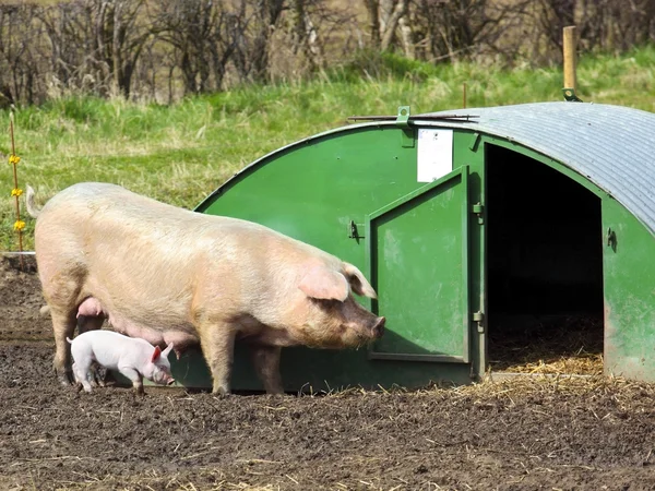 Free range pig and piglet