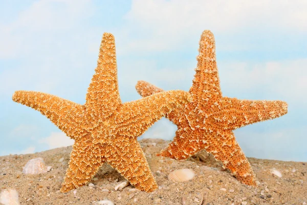 Two playful starfish on the beach