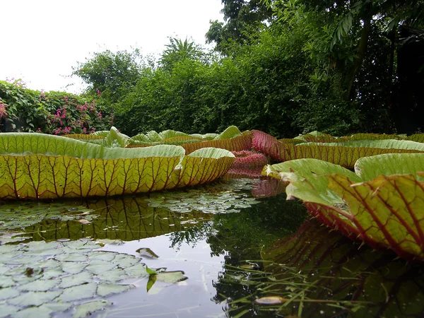 Large image leaves a giant water lilies