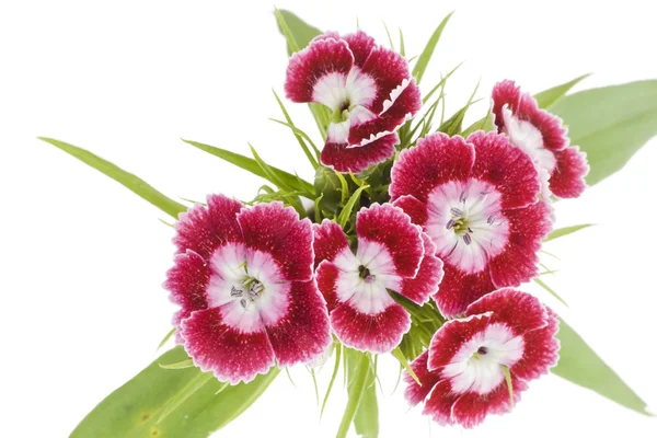 Pink carnations macro