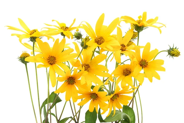 yellow flowers background. yellow flowers background