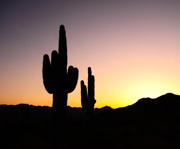 Cactus Sunset Silhouette