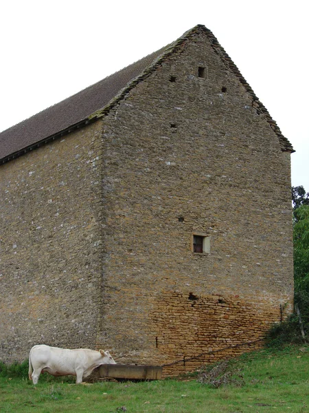 Old building with cow — Stock Photo #2829456