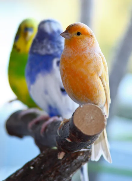 Domestic Canary and Budgerigar