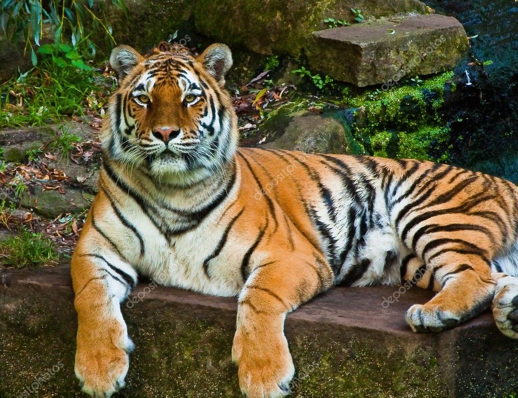 Panthera Tiger