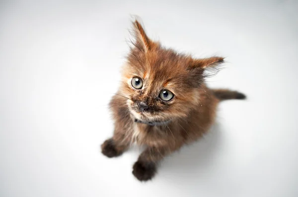 Small pussy cat by Konstantin Tavrov Stock Photo Editorial Use Only Small pussy cat by Konstantin Tavrov Stock Photo Editorial Use Only