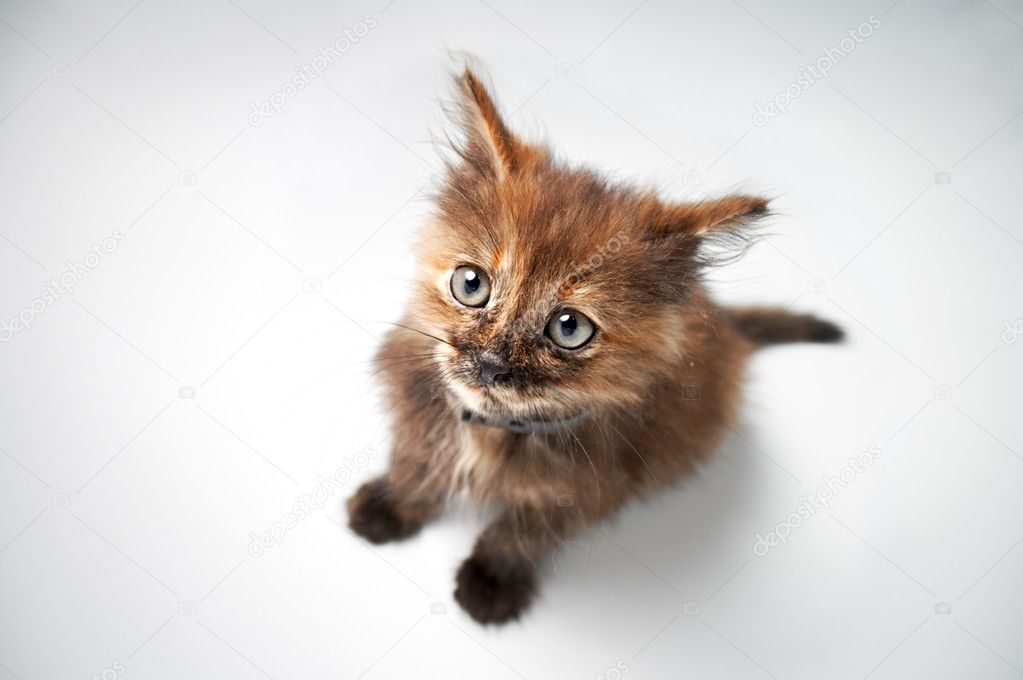 Charming small pussy cat isolated on gray background