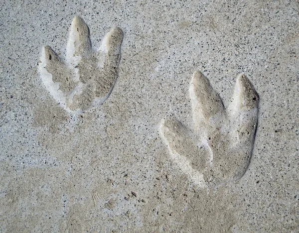 Dinosaur Footprints