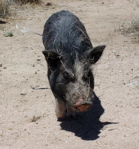 Pig in the desert wags his tail all covered in sticks