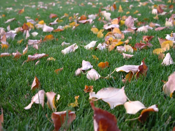 Autumn - Leaves on the lawn