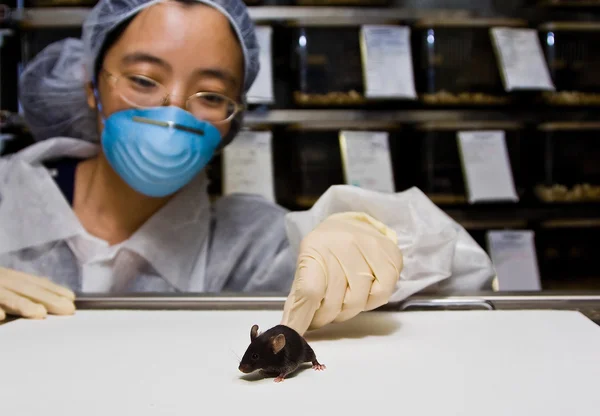 Scientist with black mouse