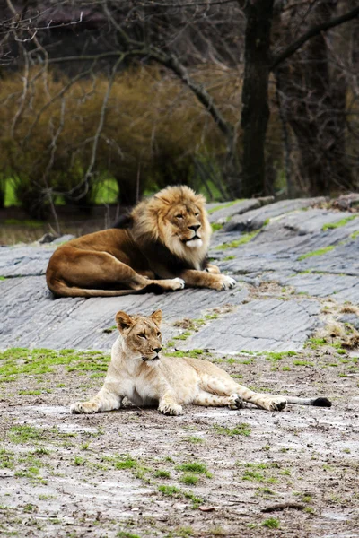 Lion and Lioness laying together