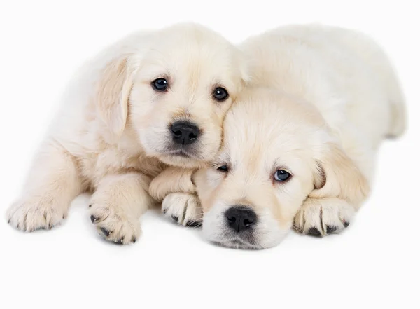 http://static4.depositphotos.com/1011061/326/i/450/dep_3269310-Cute--puppies-together.jpg