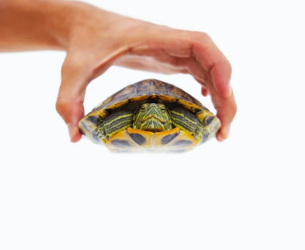 Baby Turtle Background