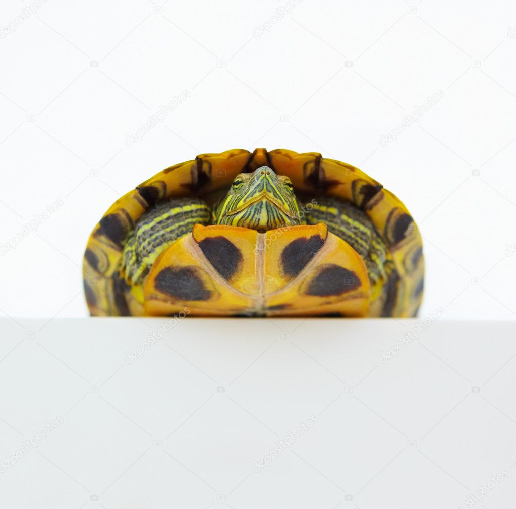 Baby Turtle Background