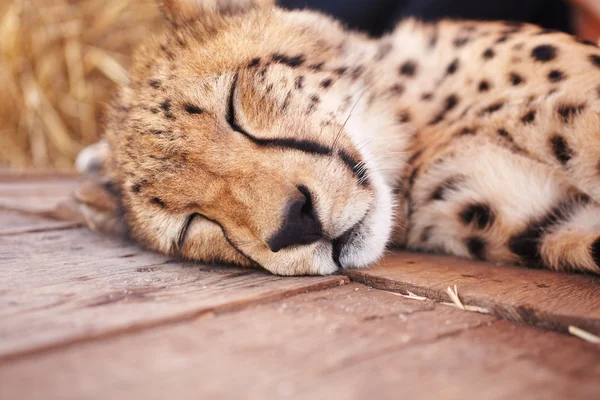 Baby Cheetah Sleeping
