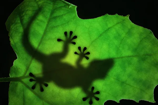 Lizard silhouette in the leaf